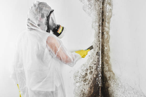 Best Mold Removal Specialists  in Minersville, PA