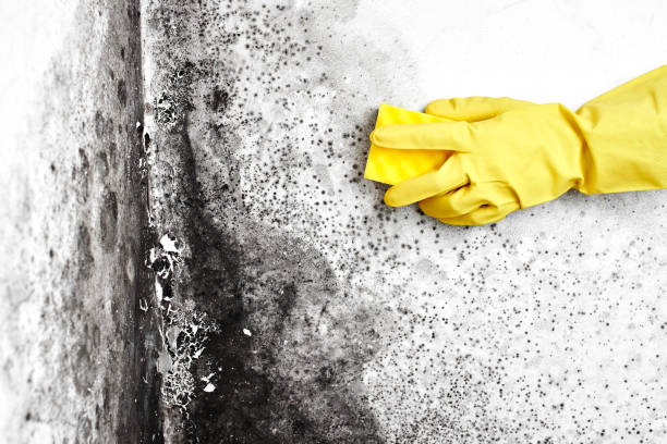 Best Mold Cleaning Services  in Minersville, PA
