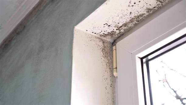Best Attic Mold Removal  in Minersville, PA