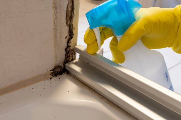 Best Best Mold Removal Companies  in Minersville, PA