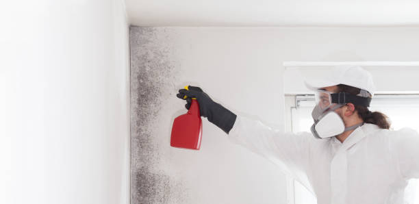 Best Black Mold Removal  in Minersville, PA