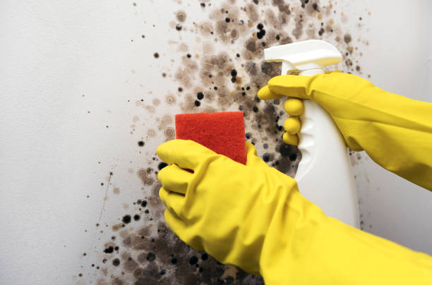 Best Mold Testing  in Minersville, PA