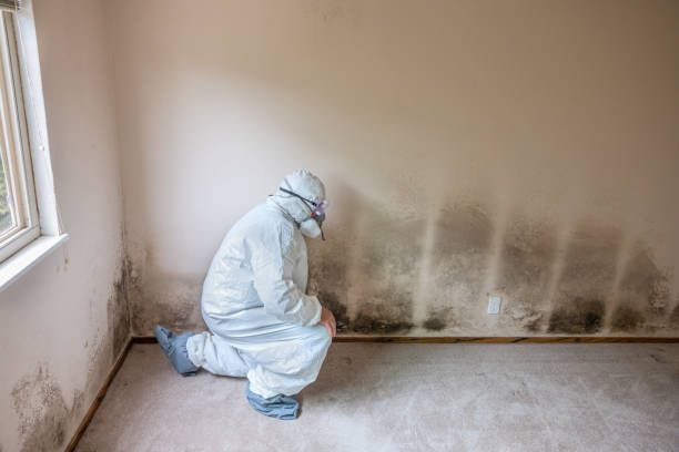 Best Toxic Mold Removal  in Minersville, PA