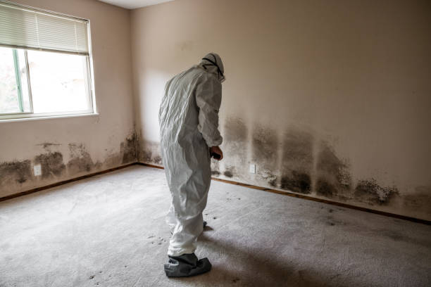 Mold Removal and Inspection in Minersville, PA
