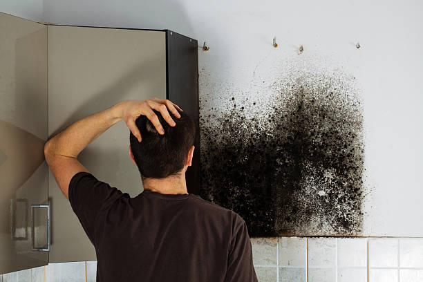 Best Local Mold Removal Service  in Minersville, PA