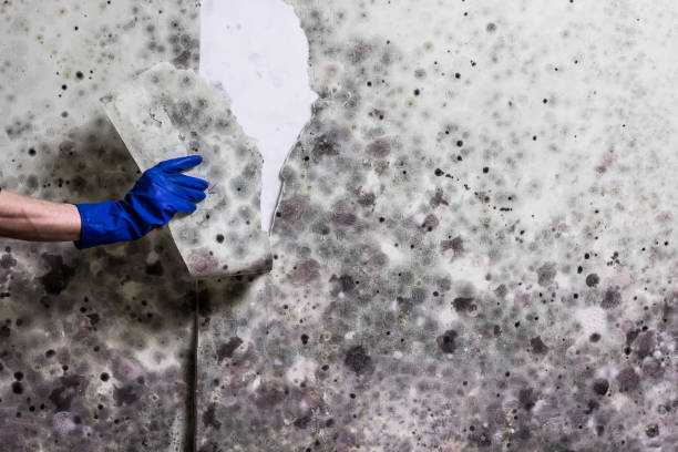 Minersville, PA Mold Removal Company